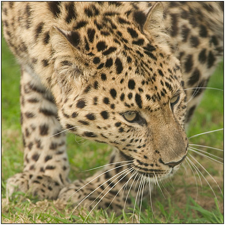 Amur Leopard
