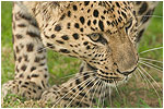 Amur Leopard