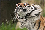 Begal Tiger
