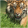 Big Cats