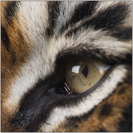 Eye of the Tiger