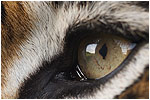 Tiger Eye