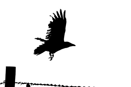Crow