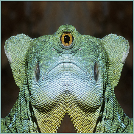Reptilia I